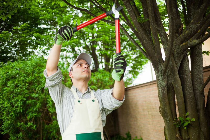Local Japanese Maple Trimming pros at work