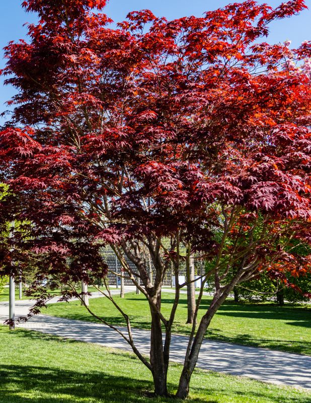 Japanese Maple Trimming