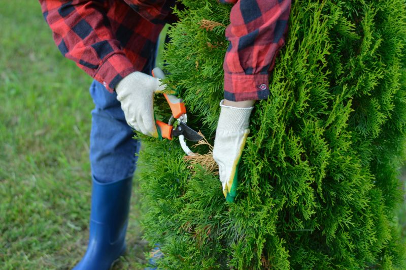 Japanese Maple Trimming