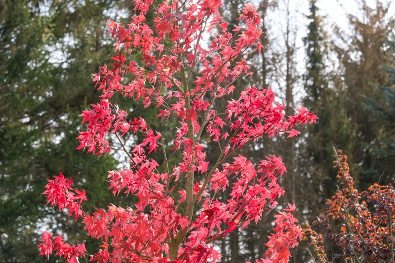 Japanese Maple Trimming Costs — Cost of Japanese Maple Trimming