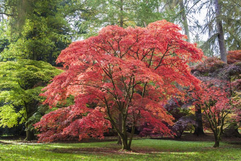 Japanese Maple Trimming Costs — Cost of Japanese Maple Trimming