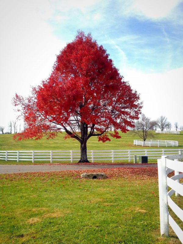 Japanese Maple Trimming