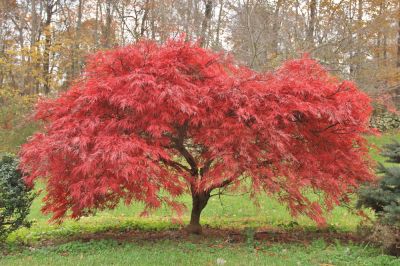 Enhanced tree health